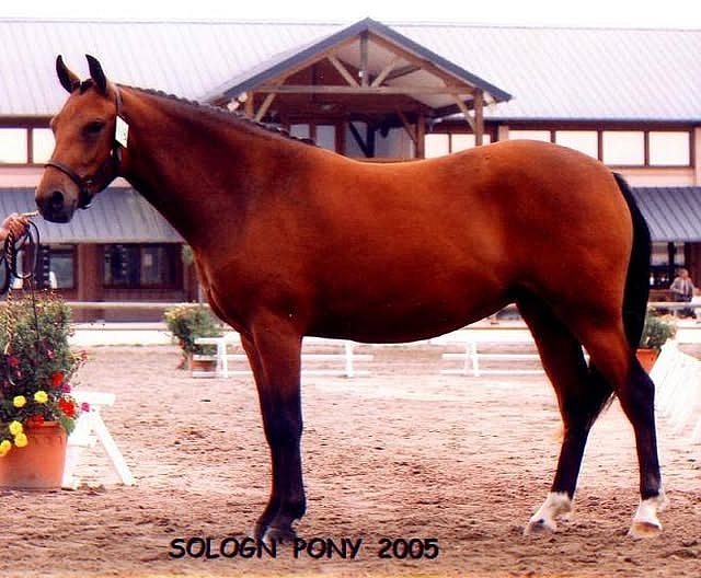 La poulinière Platine de l'Arbalou (par Willoway Montmain Gold Charm), ici au National de Lamotte-Beuvron en 2005 - ph. coll. privée