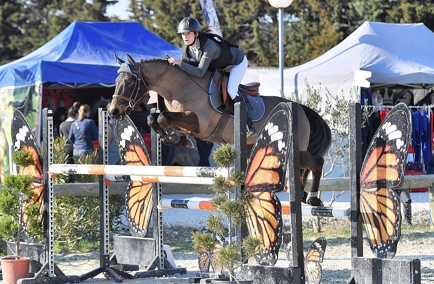 Uloway Rocj Arbalou, lui détient 50% de sang New Forest via son père Niloway de l'Arbalou. Ce poney a évolué jusqu'en Grand Prix As Poney Élite de CSO (IPO 138). - ph. coll. privée