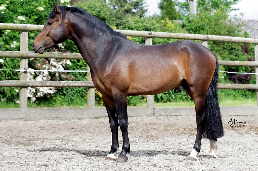L'étalon Vlashorst Arbalou, IPO 121, est un fils de Niloway de l'Arbalou - ph. Aline Le Court