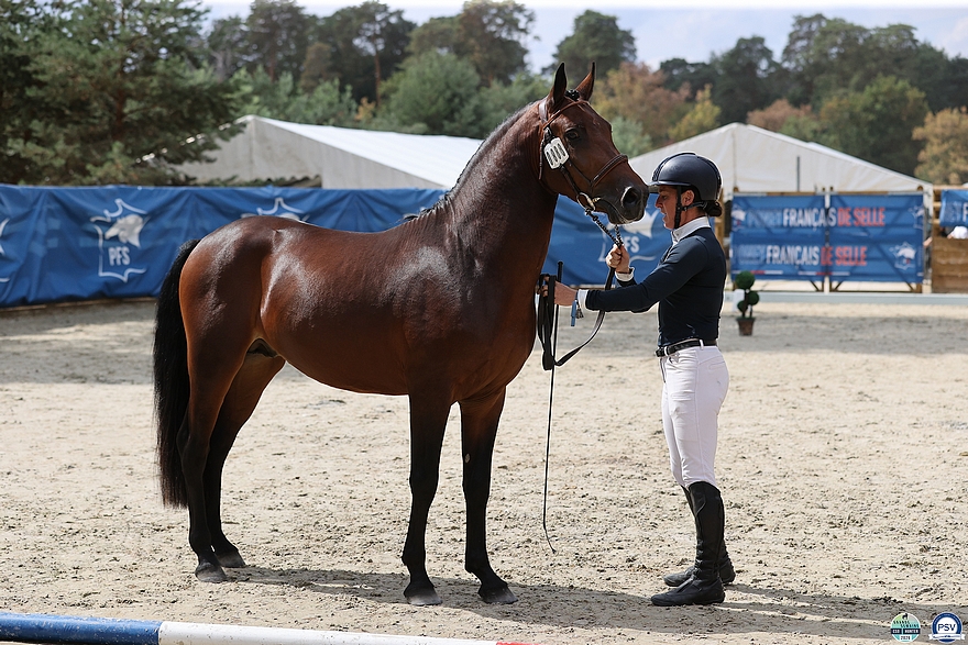 Le champion des 3 ans, Uashley des Marronniers, est gratifié du titre de champion suprême New Forest - ph. PSV
