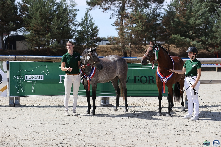 Nim DC s’empare cette année encore du titre de champion suprême des New Forest de croisement. Sa sœur, Opaline DC, décroche quant à elle le titre suprême chez les femelles. Ph. PSV