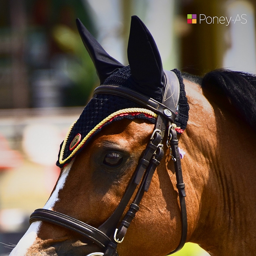 Le poney français Galliano d’Argan, né en Vendée chez Lorjanie Lapeyre, remporte la première épreuve du Jumping Ponies’ Trophy de Lyon, associée à la jeune pilote belge Maureen Bourse - ph. Poney As