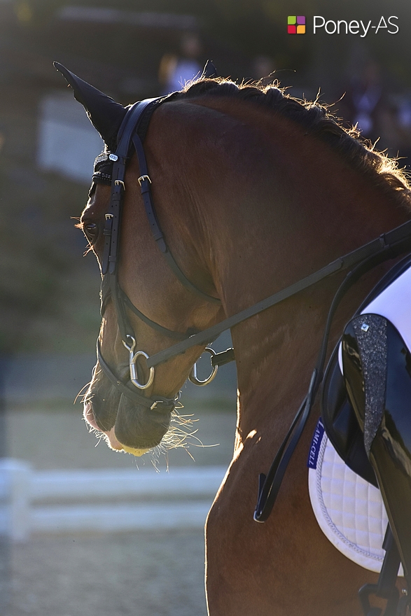WS Jackson, le poney de Lorette Volla Pelardy, ici au Mans lors des championnats d'Europe - ph. Poney As